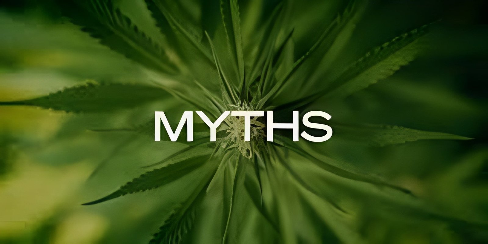 Cannabis myths
