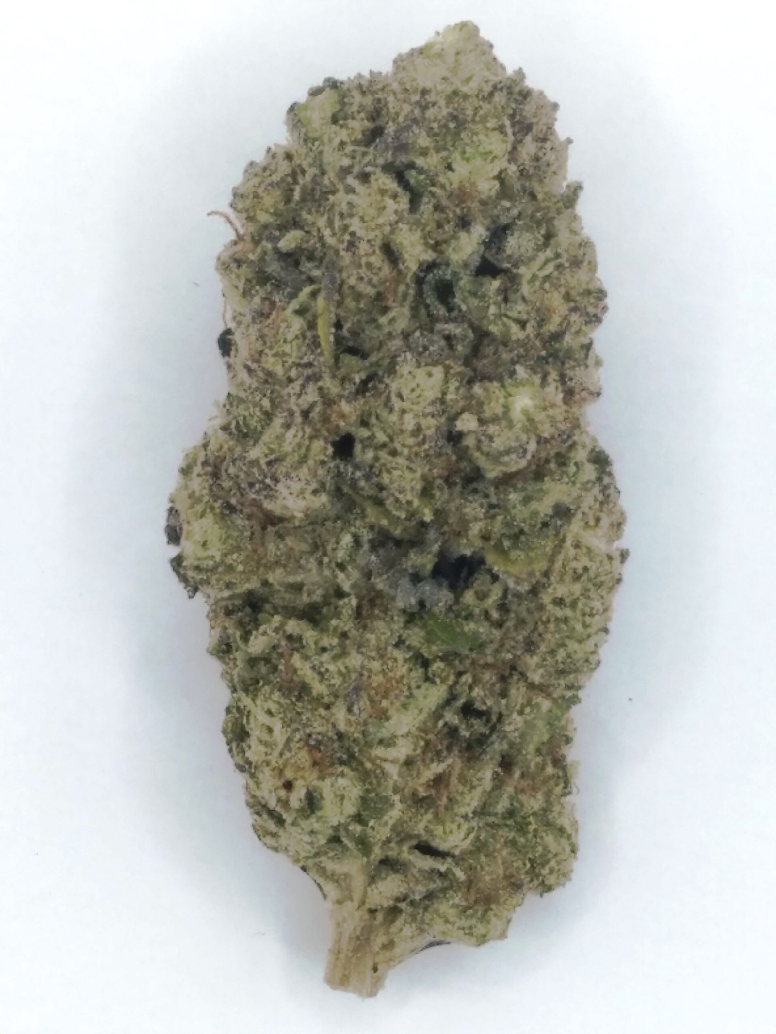 Sugar Biscuit cannabis strain features bright green nugs, sweet cookie aroma, and delivers deep relaxation with a euphoric high.