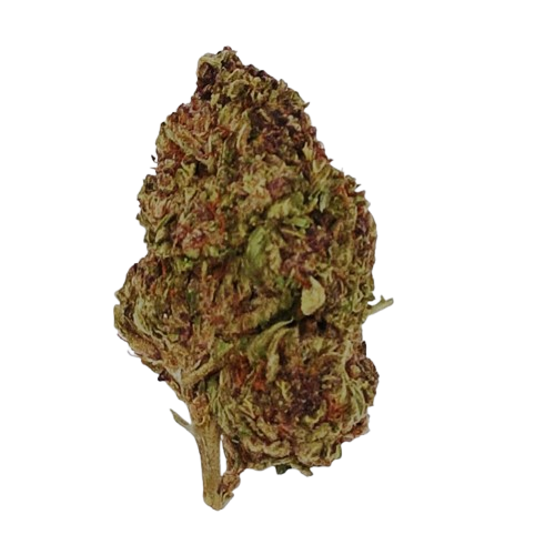 Gary Payton, 04-2026