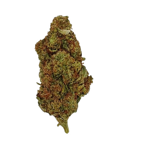 King Louis XIII, 04-2026