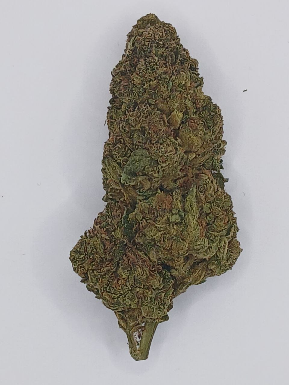 Bubble Gum